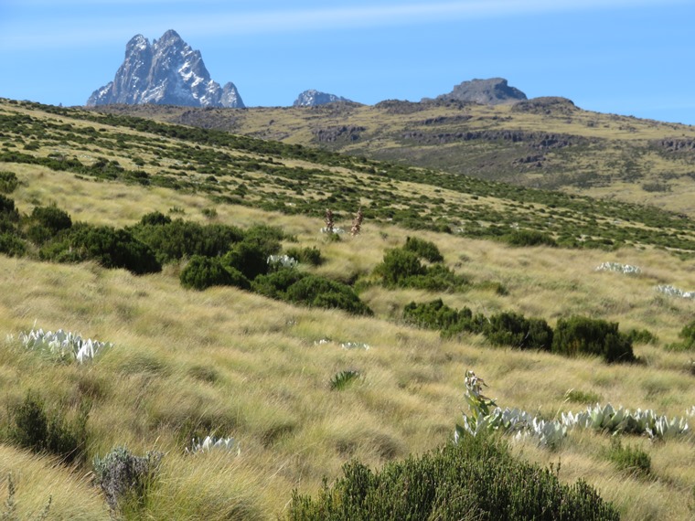 Kenya Mount Kenya, Sirimon Route , early day 2, Walkopedia