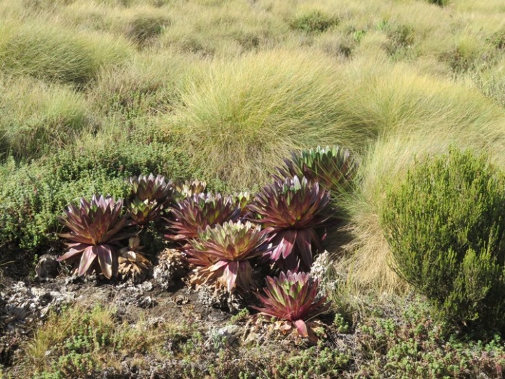 Kenya Mount Kenya, Sirimon Route , , Walkopedia