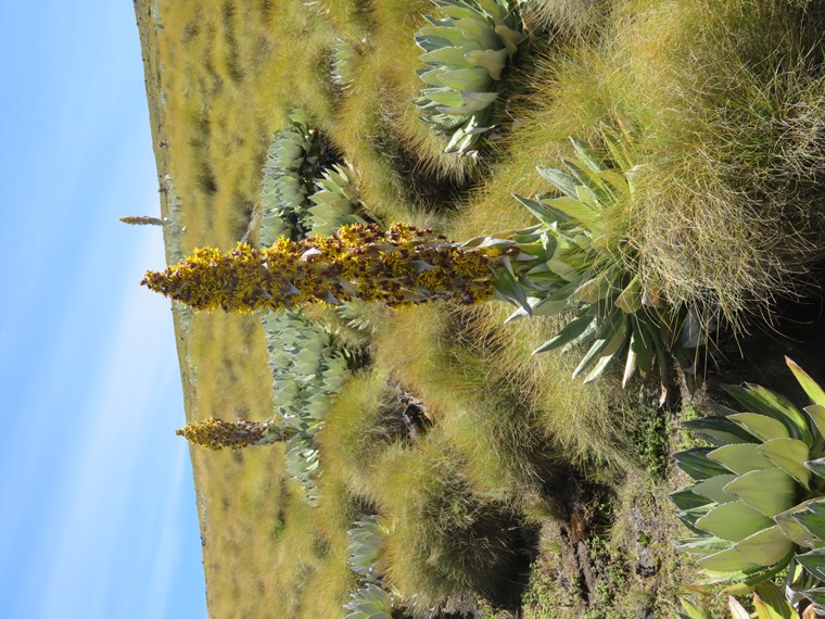 Kenya Mount Kenya, Sirimon Route , , Walkopedia