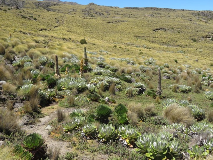 Kenya Mount Kenya, Sirimon Route , , Walkopedia