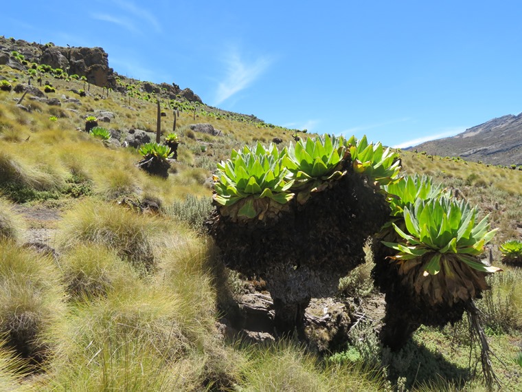 Kenya Mount Kenya, Sirimon Route , , Walkopedia