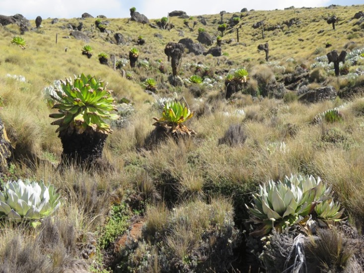 Kenya Mount Kenya, Sirimon Route , , Walkopedia