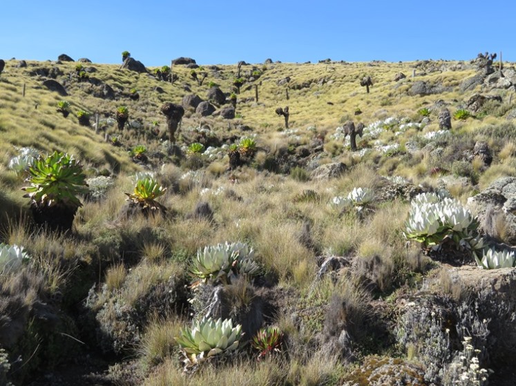 Kenya Mount Kenya, Sirimon Route , , Walkopedia