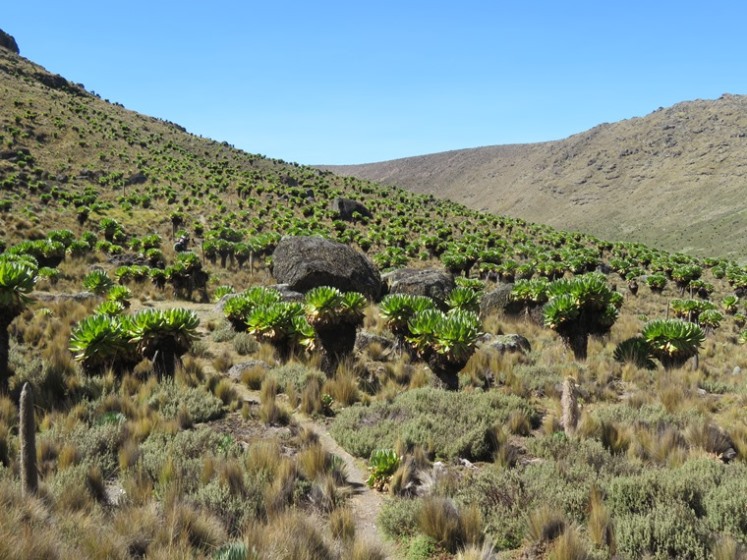 Kenya Mount Kenya, Sirimon Route , , Walkopedia