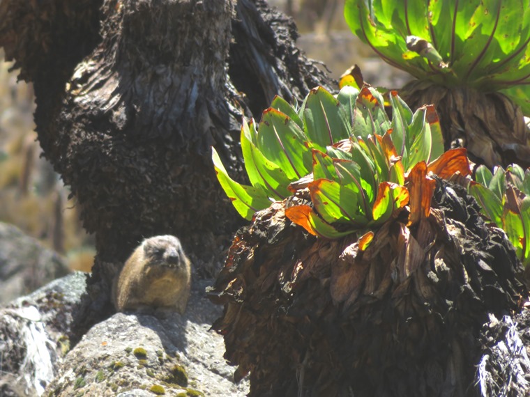 Kenya Mount Kenya, Sirimon Route , , Walkopedia