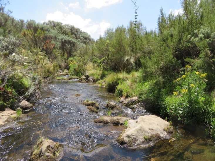 Kenya Mount Kenya, Chogoria Route, Stream at Nithi camp, Walkopedia