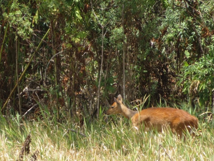 Kenya Mount Kenya, Chogoria Route, Bushbuck, Walkopedia