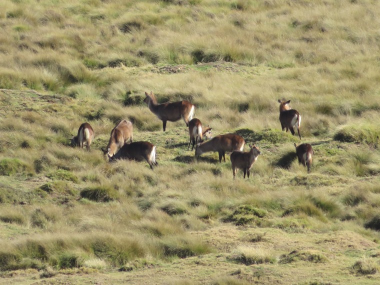 Kenya Mount Kenya, Chogoria Route, waterbuck, Walkopedia