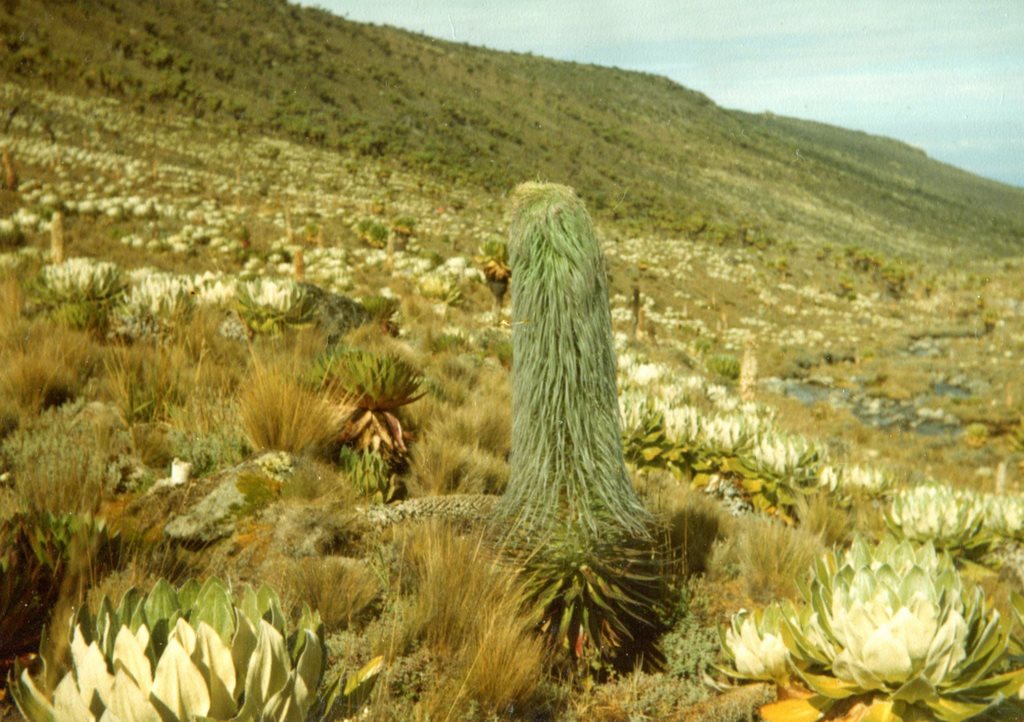 Kenya Mount Kenya, Mount Kenya, Giant Lobelia Dougal Plant Mt Kenya 1, Walkopedia