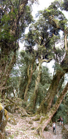 India Sikkim and nearby, Goecha La/Dzongri, Forest giants, Walkopedia