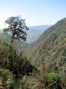 Goecha La/Dzongri: Rathang Valley - © David Briese, www.gang-gang.net/nomad