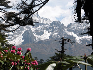 India Sikkim and nearby, Goecha La/Dzongri, Peaks through dense forest, Walkopedia