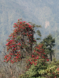 India Sikkim and nearby, Goecha La/Dzongri, Rhododendrons near Tshoka, Walkopedia