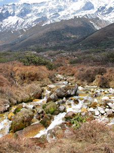 India Sikkim and nearby, Goecha La/Dzongri, Alpine heath at Thamsing, Walkopedia