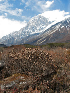 India Sikkim and nearby, Goecha La/Dzongri, Glacial juniper bushes, Walkopedia