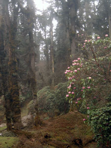 Goecha La/Dzongri: Forest in rain - © David Briese, www.gang-gang.net/nomad