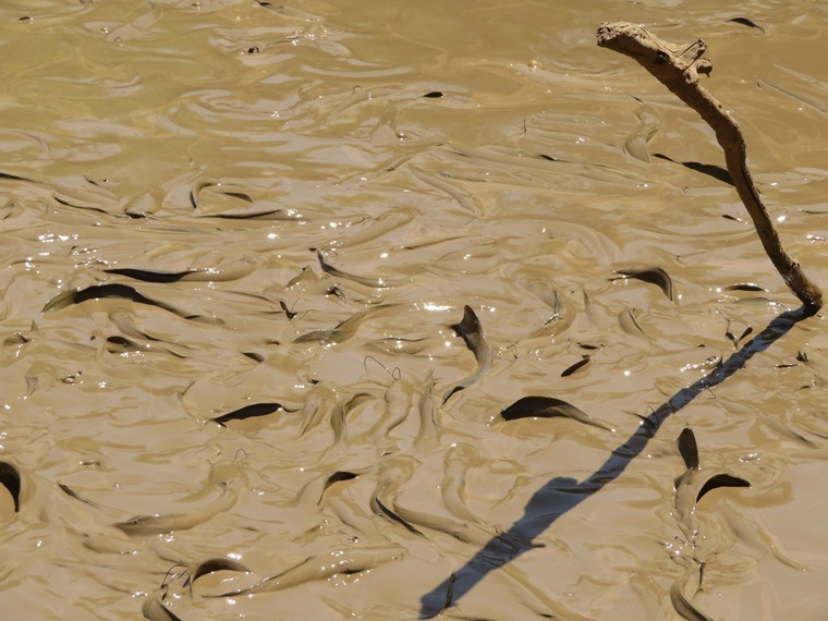 Kenya, Matthews Range Walking Safari, Matthews Range Walking Safari - Fish in last pool in drought, Walkopedia