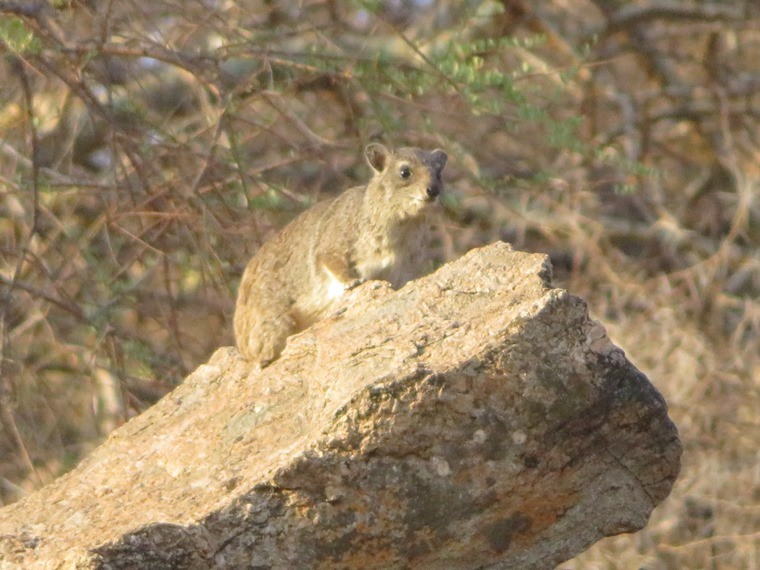 Kenya, Matthews Range Walking Safari, Matthews Range Walking Safari, Walkopedia