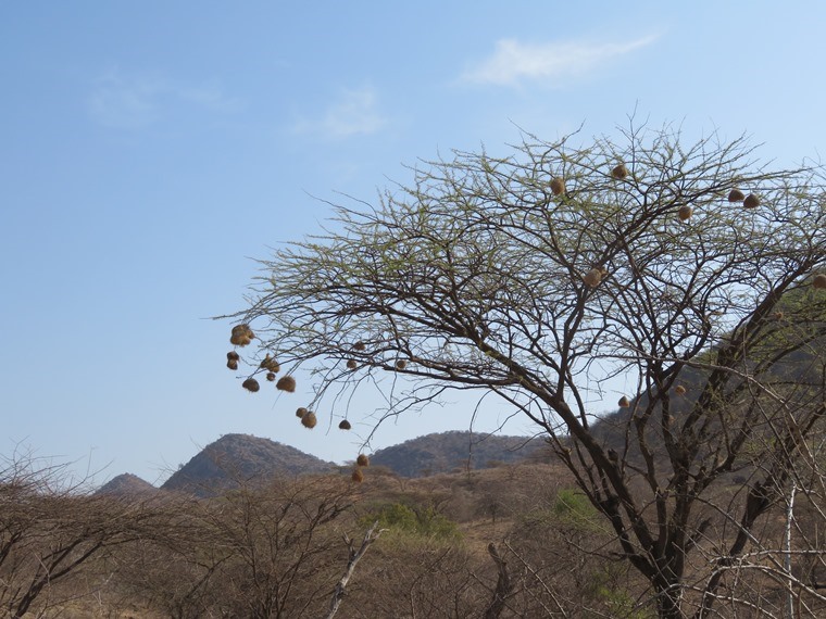 Kenya, Matthews Range Walking Safari, Matthews Range Walking Safari, Walkopedia