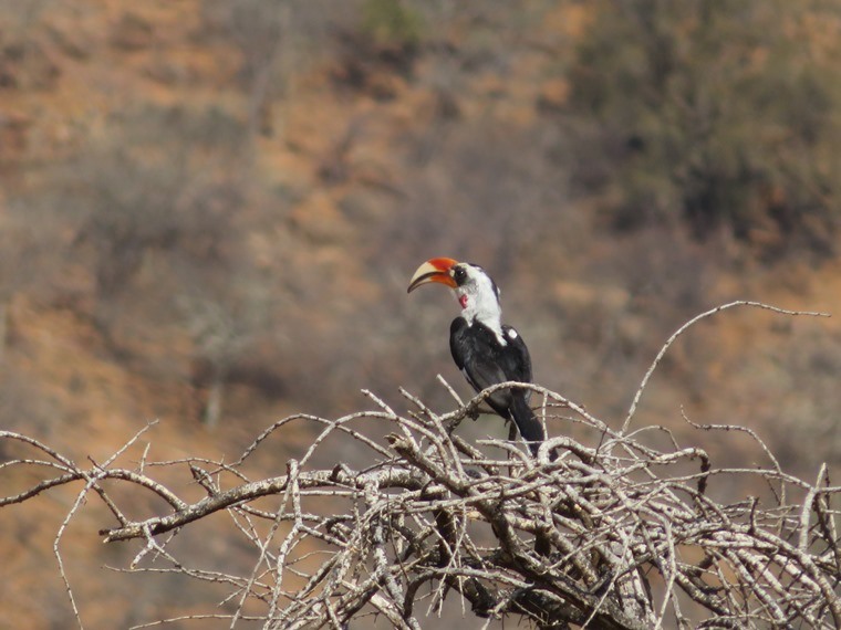 Kenya, Matthews Range Walking Safari, Matthews Range Walking Safari, Walkopedia