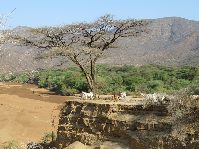 Kenya, Matthews Range Walking Safari, Matthews Range Walking Safari - Look-at-me herd of goats, Walkopedia