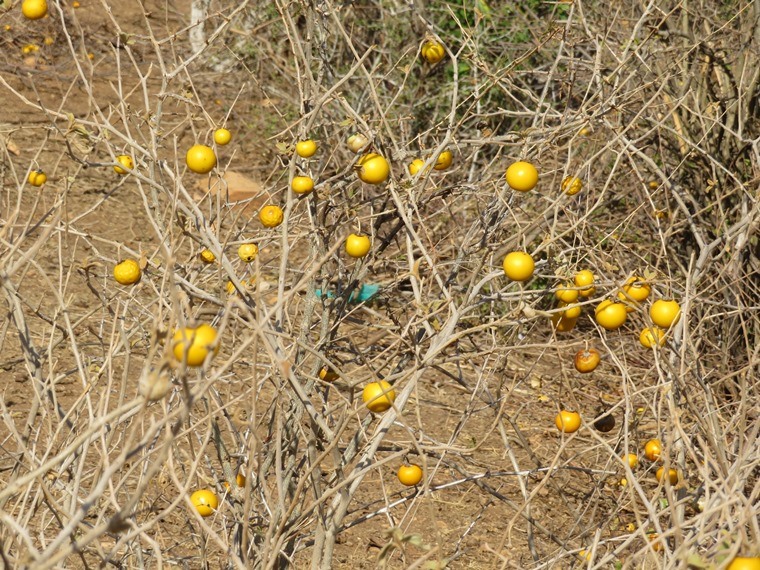 Kenya, Matthews Range Walking Safari, , Walkopedia