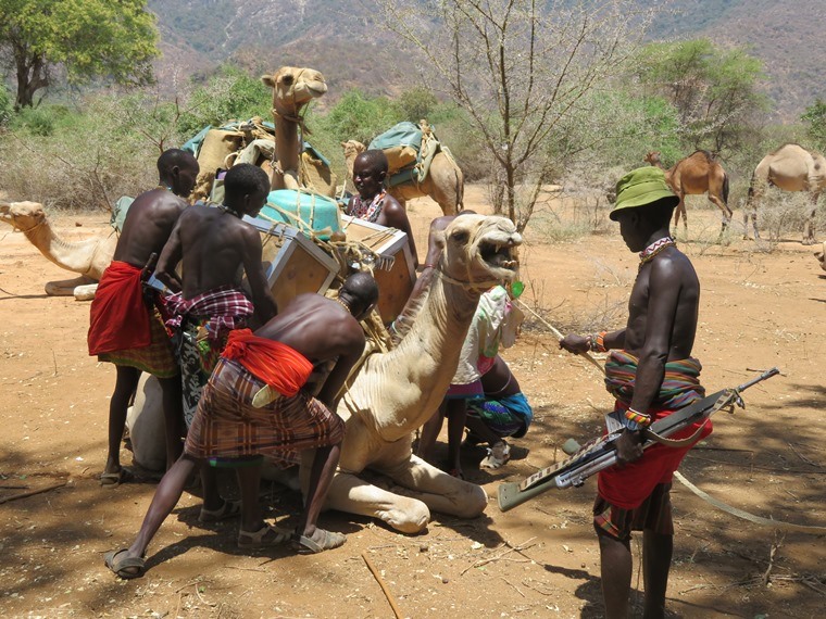 Kenya, Matthews Range Walking Safari, Loading grumbling camel, Walkopedia