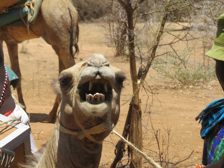 Kenya, Matthews Range Walking Safari, Matthews Range Walking Safari, Walkopedia