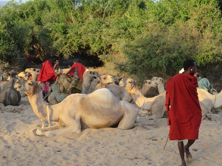 Kenya, Matthews Range Walking Safari, , Walkopedia