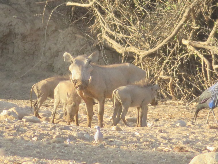 Kenya, Matthews Range Walking Safari, Matthews Range Walking Safari, Walkopedia