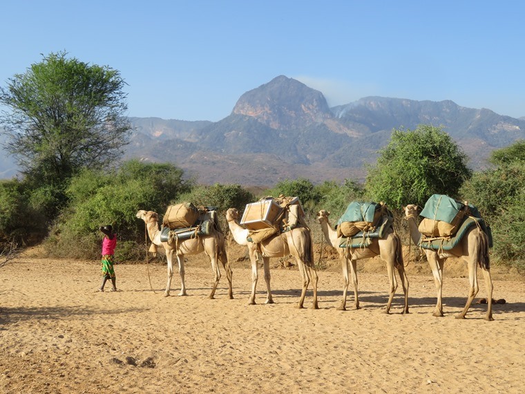 Kenya, Matthews Range Walking Safari, Matthews Range Walking Safari - Camel train with Matthews Peak on fire, Walkopedia