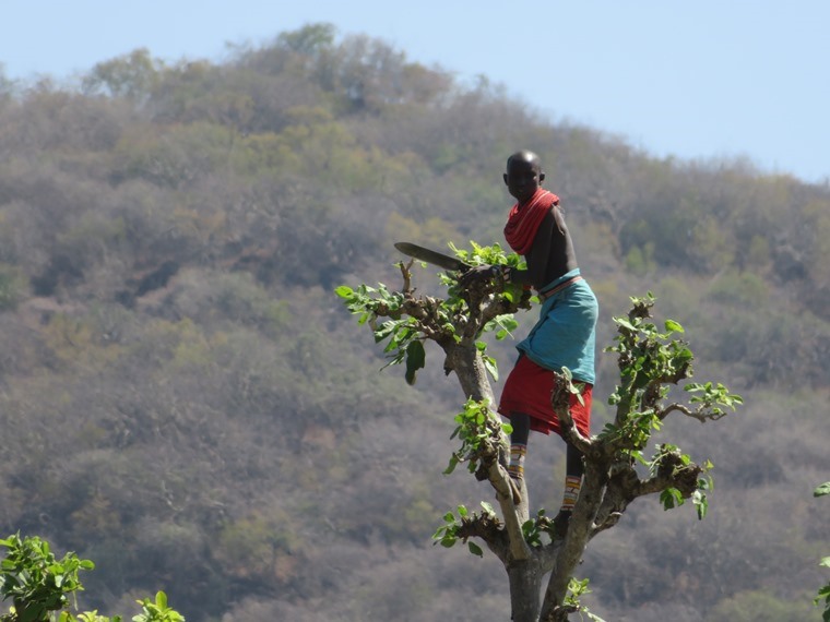 Matthews Range Walking Safari: Matthews Range Walking Safari - Samburu woman cutting leaves for cattle - © William Mackesy