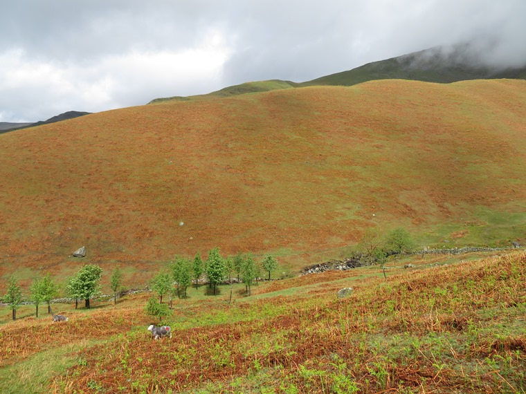 United Kingdom England Lake District, Grasmere / Far Easedale, Across Tongue Gill, good colours, Walkopedia