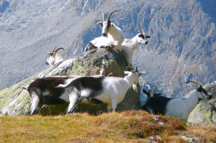 Austria Stubai Alps, Stubaier Hohenweg (Runde Tour), Right next to the Franz-Senn-Hutte in the Stubai Alps, Walkopedia