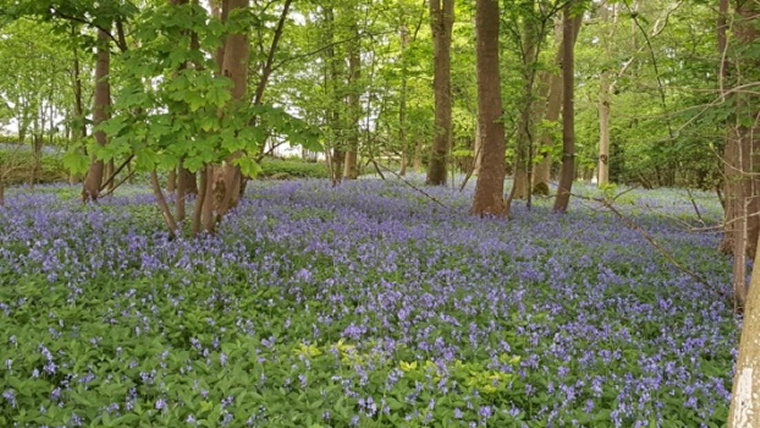 United Kingdom England Cotswolds, The Cotswolds, Diamond Way - spring, Walkopedia