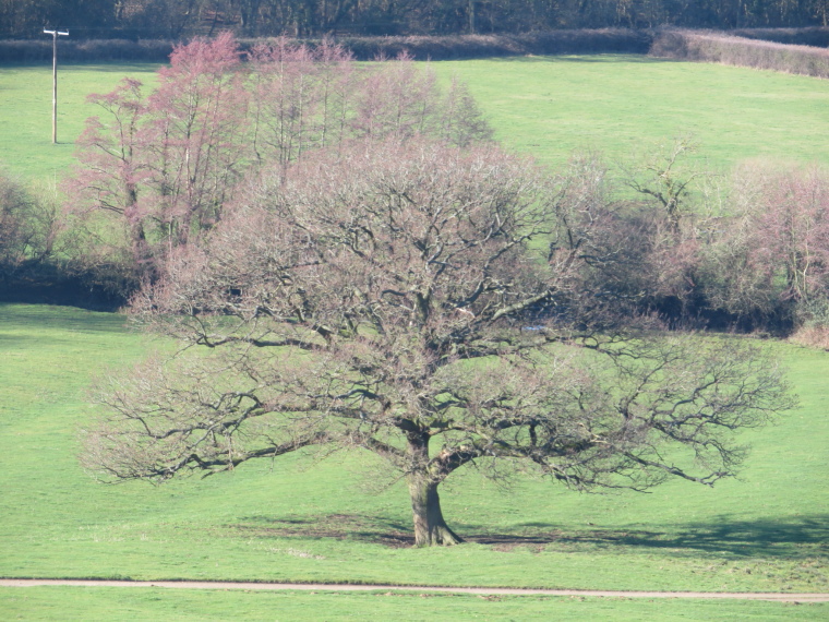 United Kingdom England Cotswolds, The Cotswolds, Fantastically broad oak, Walkopedia