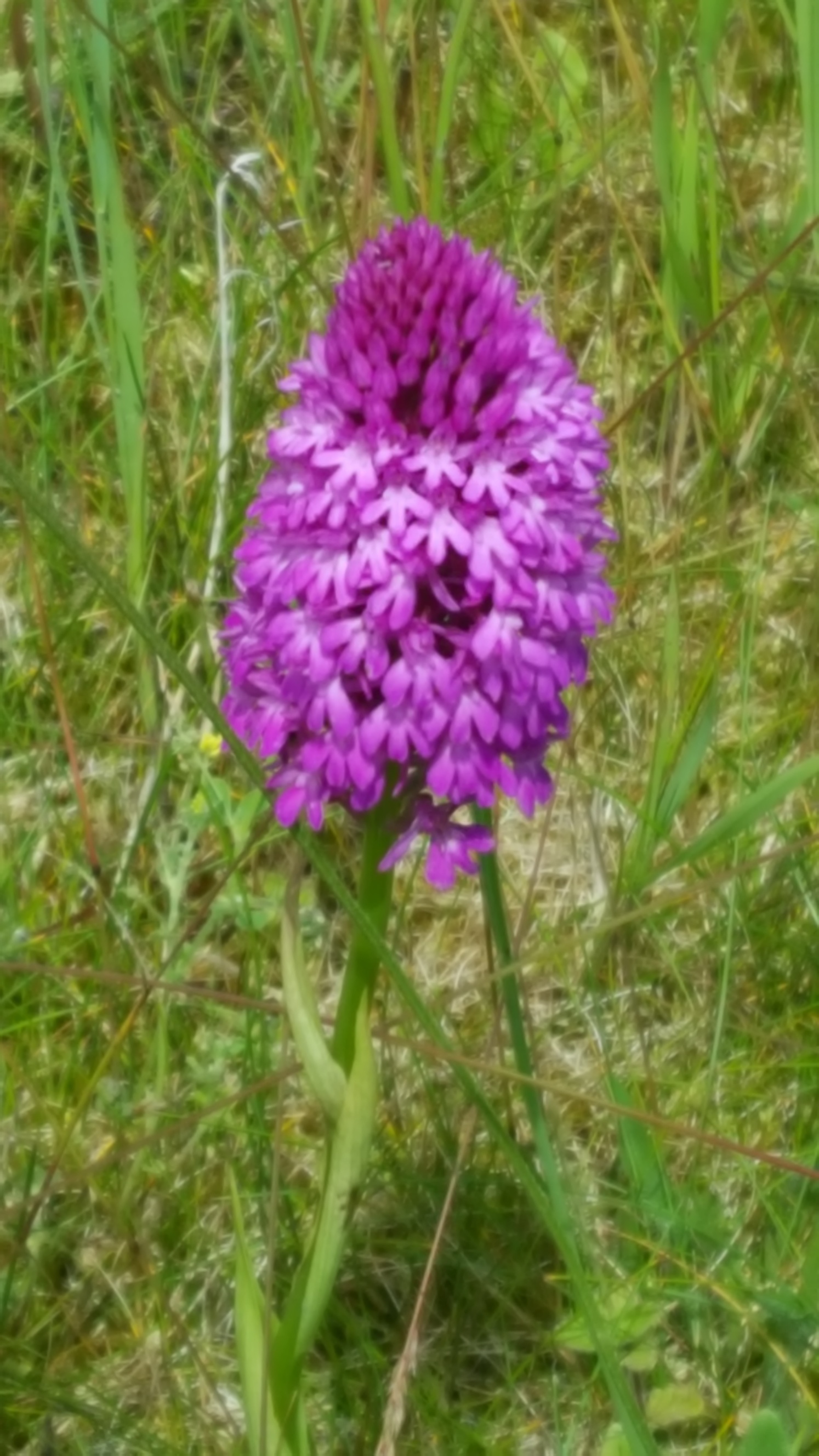 The Cotswolds: Orchid, Chastleton Hill - © William Mackesy