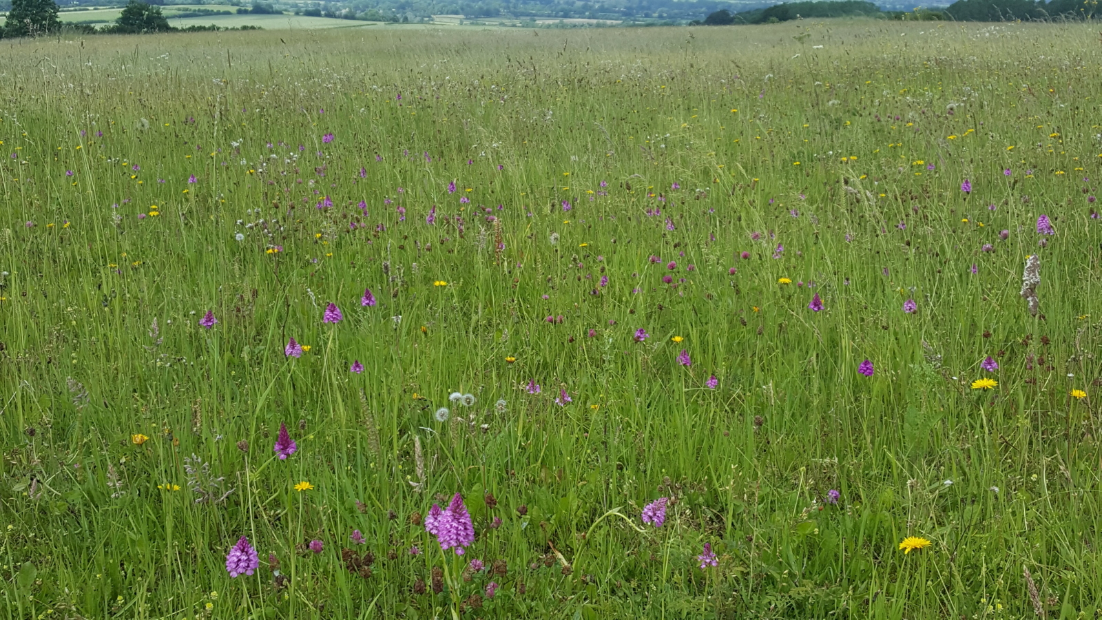 United Kingdom England Cotswolds, The Cotswolds, Orchid, Chastleton Hill, Walkopedia