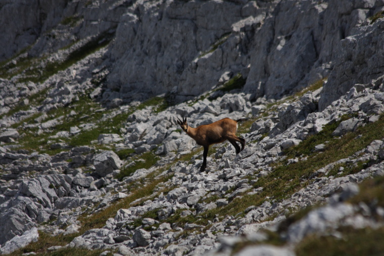 Austria Schladminger Tauern, Schladminger Tauern, chamois, schladminger tauern, styria Ewald Gabardi, Walkopedia