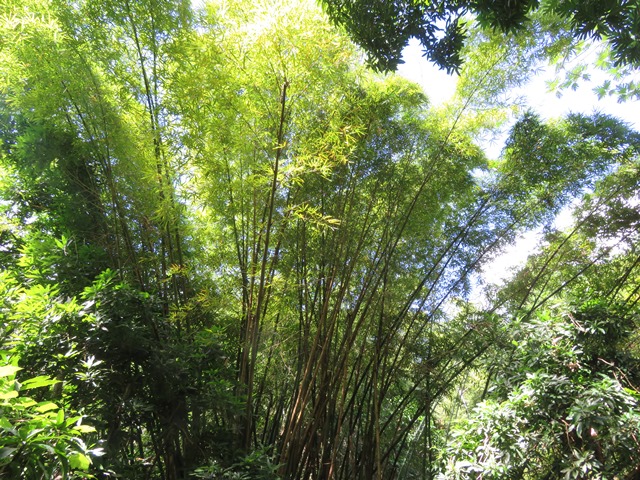 Grenada, Grenada, Above Grenville Walk (4), Walkopedia