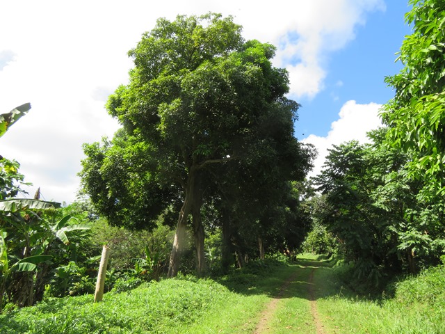 Grenada, Grenada, Above Grenville Walk (9), Walkopedia