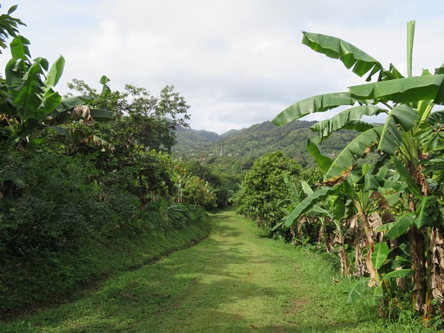 Grenada, Belmont Estate, , Walkopedia