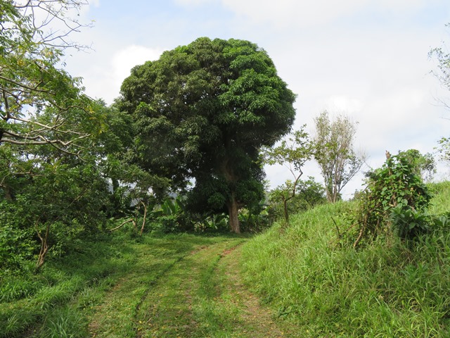 Grenada, Belmont Estate, , Walkopedia