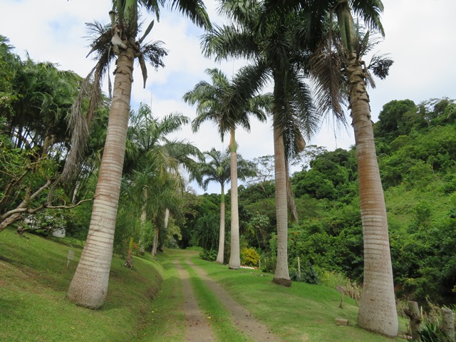 Grenada, Belmont Estate, , Walkopedia