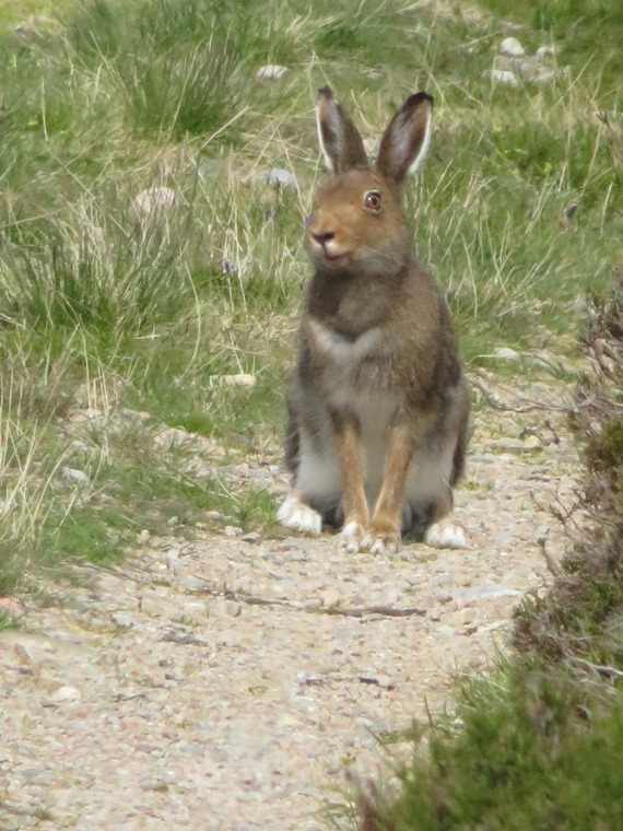 United Kingdom Scotland Cairngorms, Glen Gairn , , Walkopedia