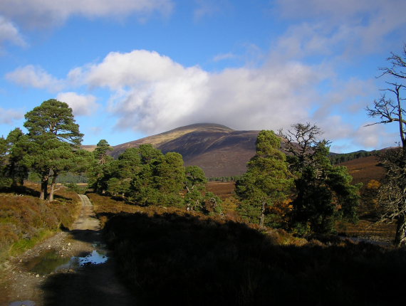 United Kingdom Scotland Cairngorms, Beinn a Bhuird , Scots Pines, Beinn a' Bhuird in distance , Walkopedia