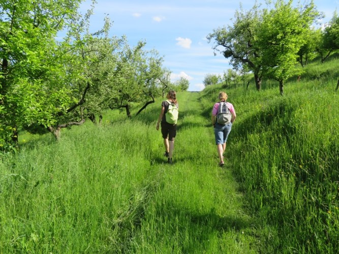 Romania Transylvania, The Saxon South, Orchard, Walkopedia