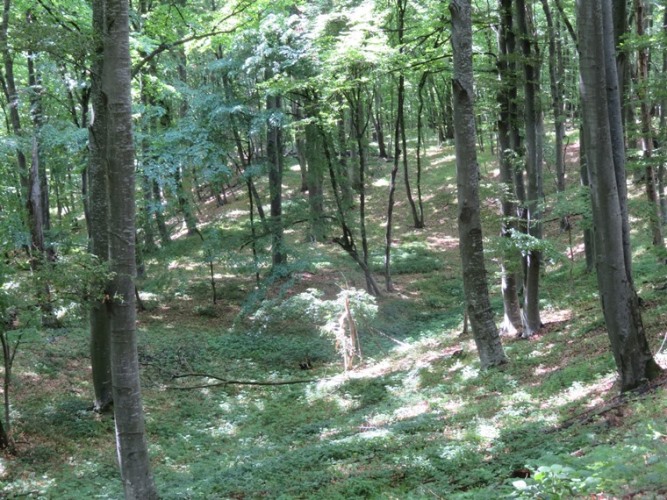 Romania Transylvania, The Saxon South,  Forest above Roades, Walkopedia