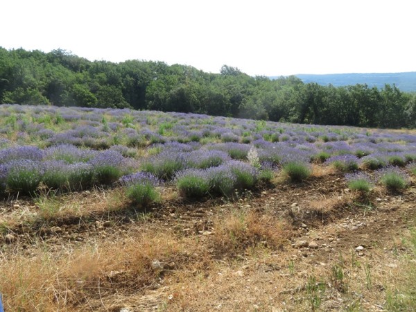 France Provence, Gorges d'Oppedette , , Walkopedia