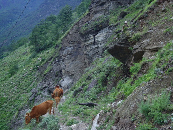 Tiger Leaping Gorge: Tiger Leaping Gorge - © Olivia Packe